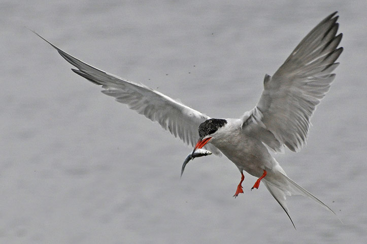 Green shoots: from readers flickr group about beach photography