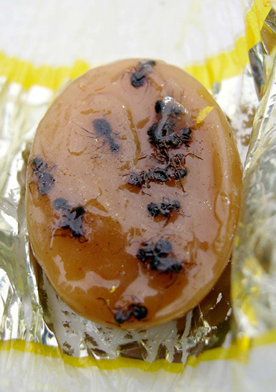 Foreign objects: Werther's Original sweet riddled with dead ants 