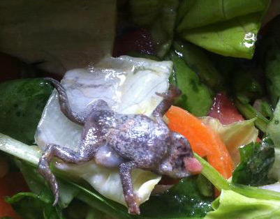 Foreign objects: A dead frog in their bag of Tesco spinach by Sarah Moss from Shoreditch