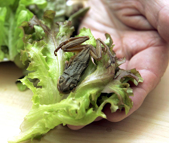 Foreign objects: A sealed plastic bag of lettuce containing a small frog in Ashkelon