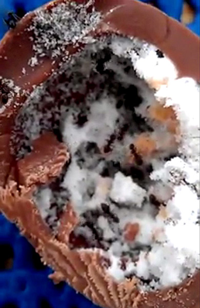 Foreign objects: Creme Egg ant colony