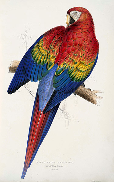 Edward Lear: Macrocercus Aracanga or Red and Yellow Macaw by Edward Lear