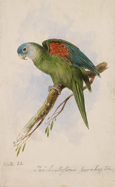 Edward Lear: Orange-winged Lorikeet by Edward Lear 