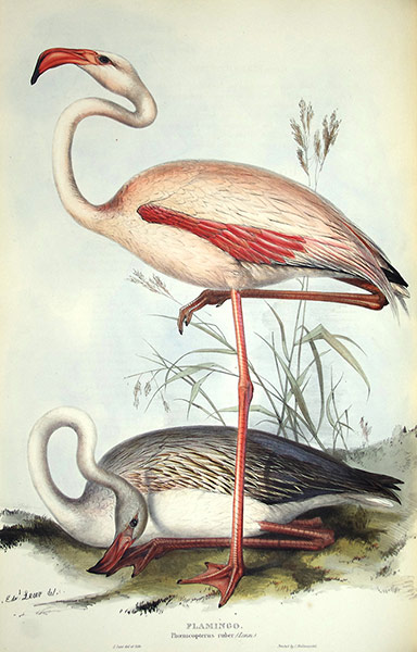 Edward Lear: Flamingo by Edward Lear