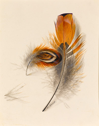 Edward Lear: Study of Two Feathers by Edward Lear