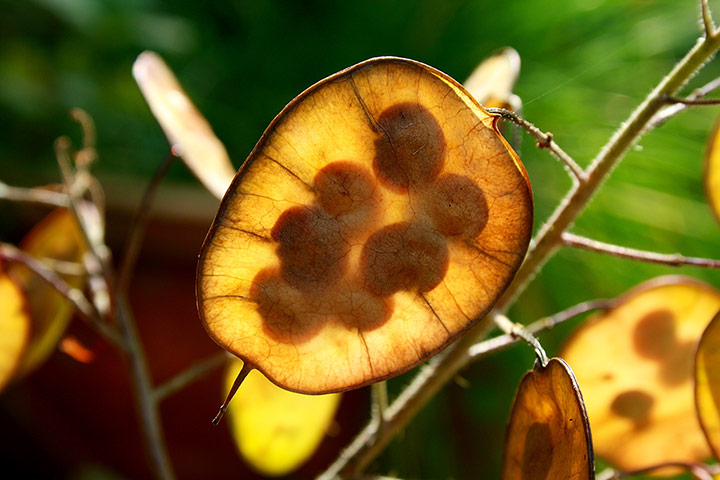 In Pictures - Layers: 'Honesty seeds seen through the papery outer layers of the pod.'