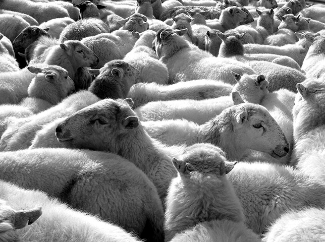 In Pictures - Layers: 'I spotted these sheep in north Wales'