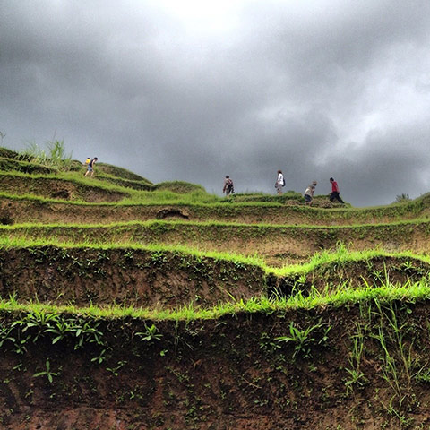 In Pictures - Layers: 'Climbing the layers in the rice paddies, Ubud, Bali.'