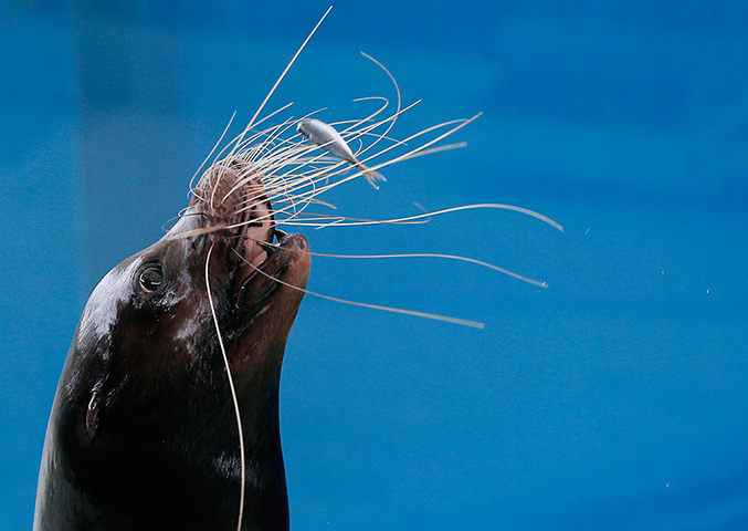 24 hours: Yokohama, Japan: A sea lion reaches for a fish
