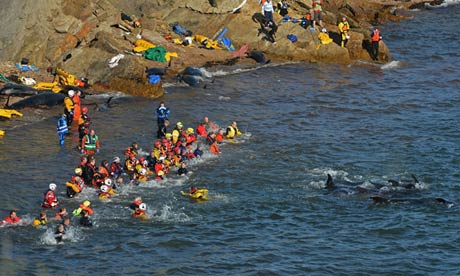 Stranded Pilot Whales