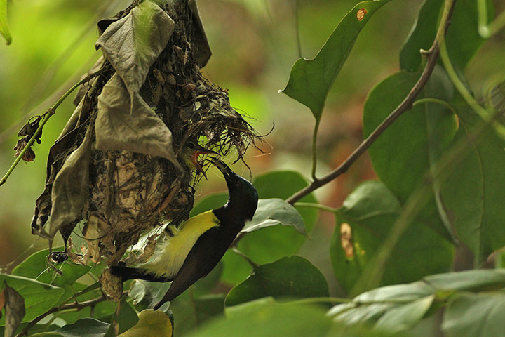 Week in wildlife: Purple-rumped Sunbird in parental call