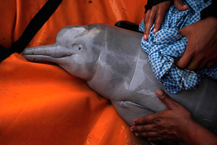 Week in wildlife:  baby river dolphin 