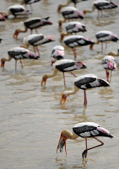 Week in wildlife: A Sri Lankan egret catches a fish in the Yala National Park