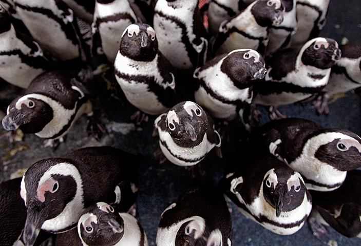 Week in wildlife: African penguins gather to keep warm