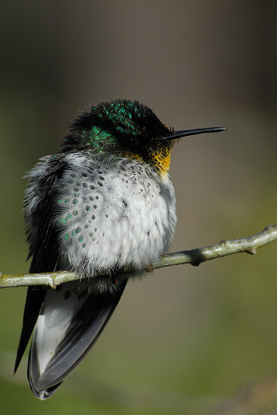 Week in wildlife: Robinson Crusoe Firecrown perched on a branch on Robinson Crusoe Island