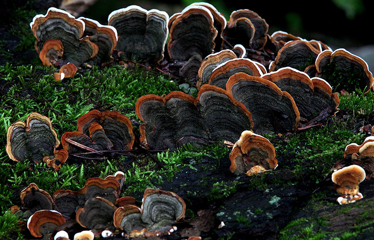 Week in wildlife: Valley of Flowers National Park in Chamoli district 