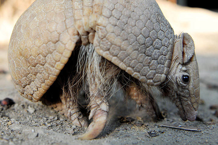 Week in wildlife: A Brazilian Three banded armadillo (Toly