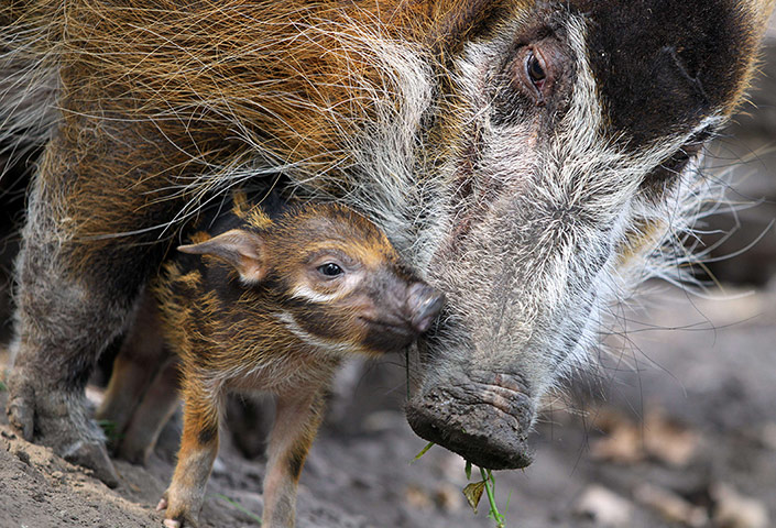 Week in wildlife: Red river hog mother Dagamba cuddles her baby Tonka