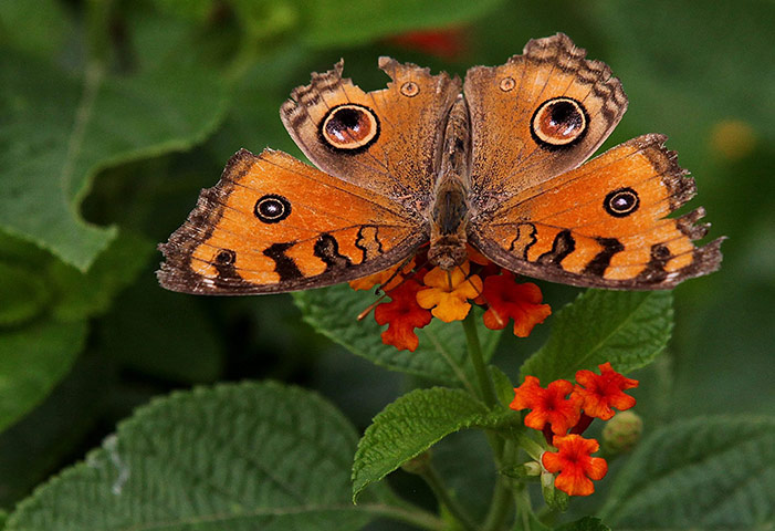 Week in wildlife: Peacock Pansy butterfly