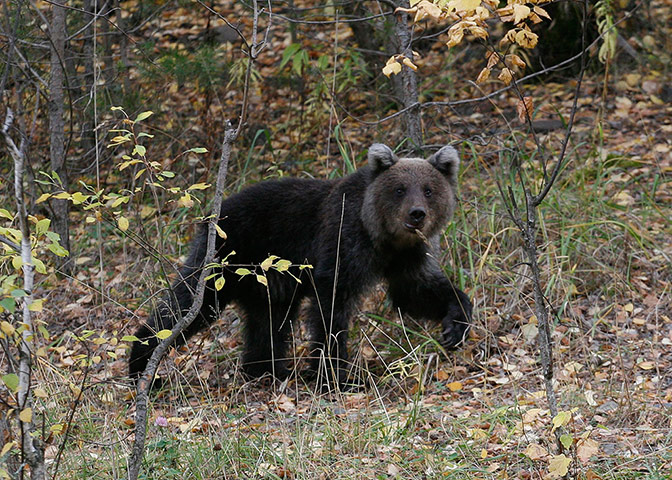 Week in wildlife: A brown bear cub walks in an area of taiga near the village of Ust-Mana
