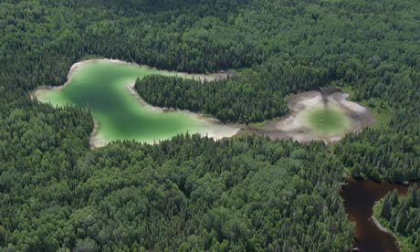 Boreal Forest in Northern Ontario