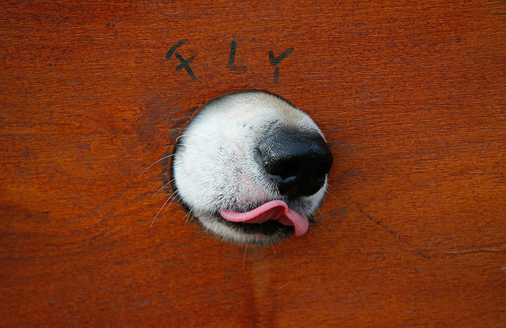 24 Hours: A dog rests in his cage during a sled dog competition in Budapest, Hungary