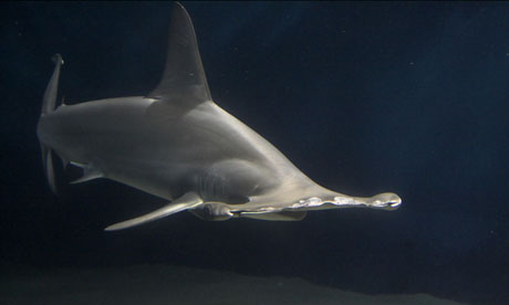 Hammerhead shark