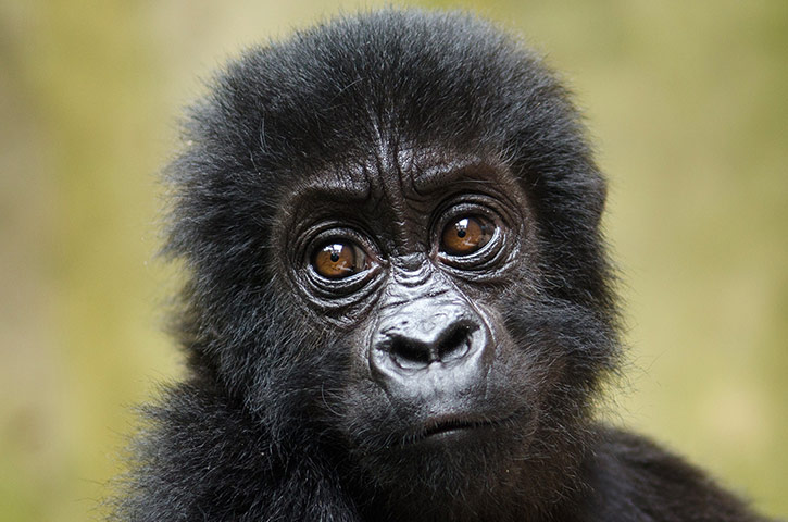 A Baby Gorilla