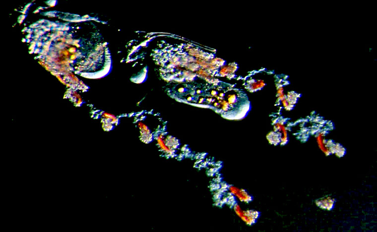 Siphonophores : Feeding polyps of a calicophoran siphonophore