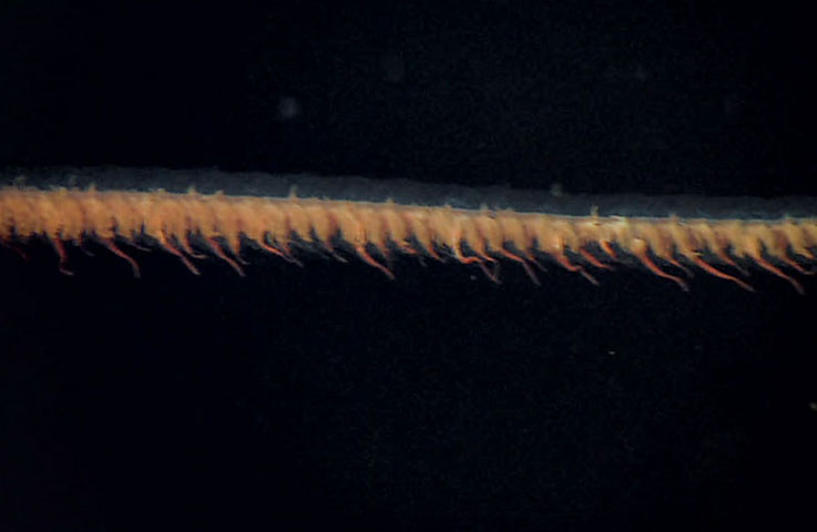 Siphonophores : Stolon of the siphonophore Stephanomia sp