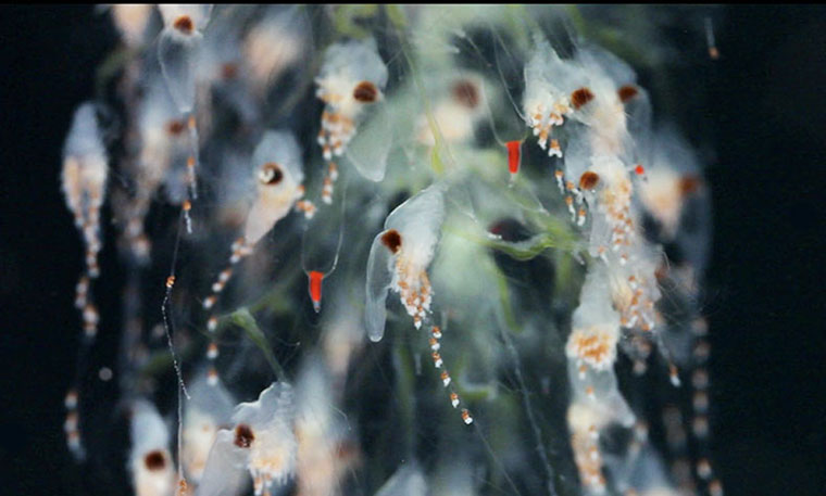 Siphonophores : Gastrozoids of the siphonophore Apolemia sp