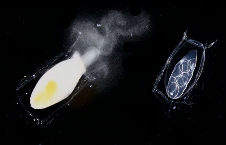 Siphonophores : Male and female gonozoids of a calycophoran siphonophore