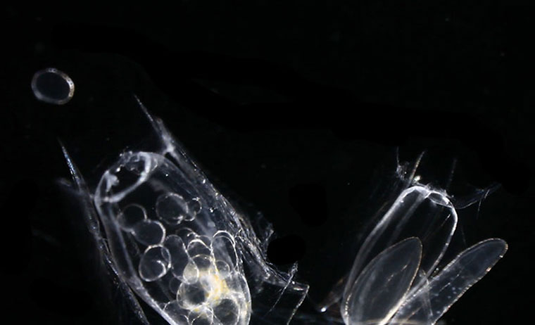 Siphonophores : Female gonozoid of a calycophoran siphonophore