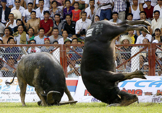 24 hours in pictures: Buffalo fighting festival in Vietnam 