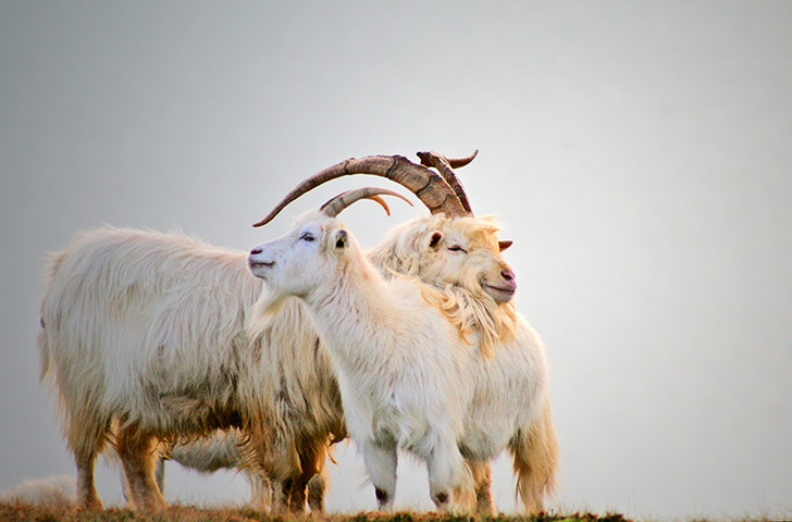 In Pictures - Harmony: 'Kashmiri Goats in Llandudno, north Wales'