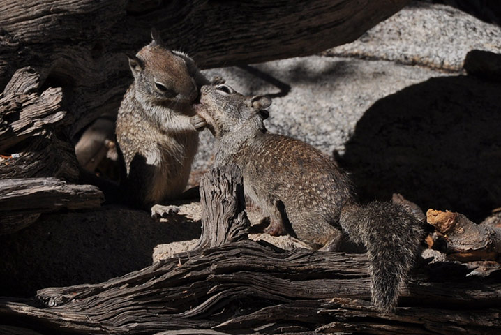 In Pictures - Harmony: 'In the mountains around Palm Springs, two squirrels living in harmony'