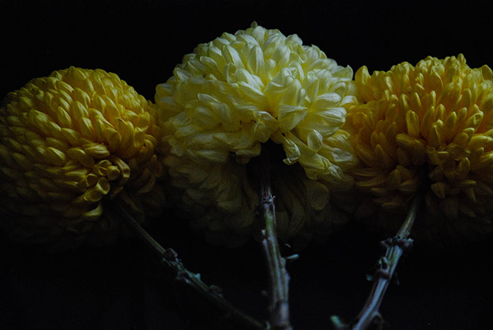 In Pictures - Harmony: 'Every year my neighbour brings me a bunch of his Chrysanthemums'
