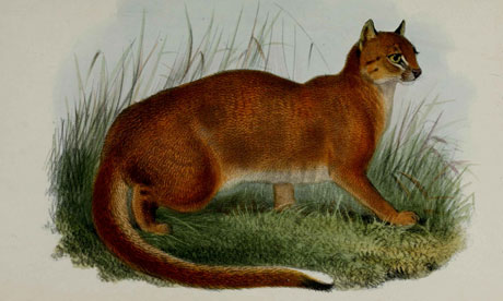 Borneo Bay Cat