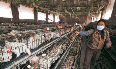 A poultry farm in China