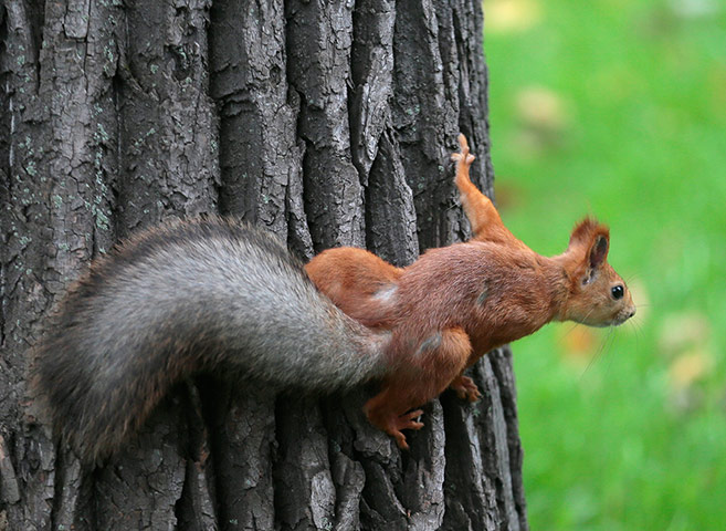 week in wildlife: A squirrel (Sciuridae) sits on a tree during an autumn day