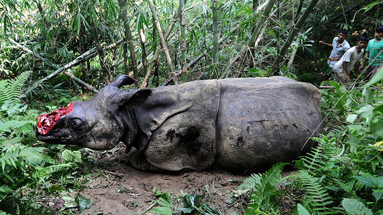 week in wildlife: Villagers look at a wounded end