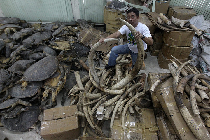 week in wildlife: Illegal Ivory trade in the Philippines