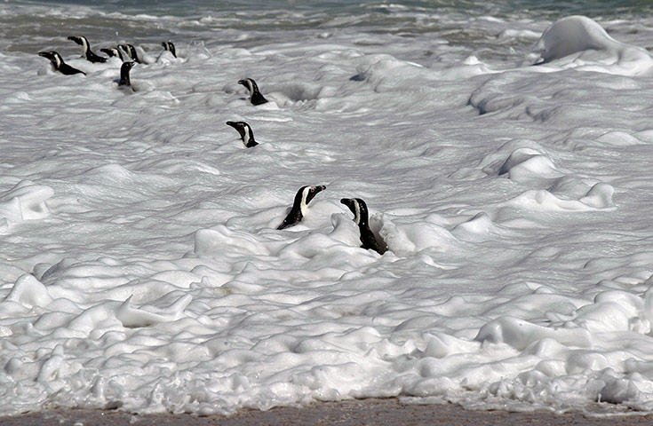 week in wildlife: Penguins swim in the ocean 