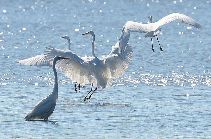 week in wildlife: Great Egret (Ardea alba) birds enjoy sun