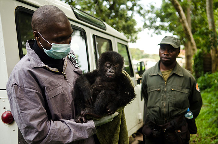 week in wildlife: Virunga National Park 