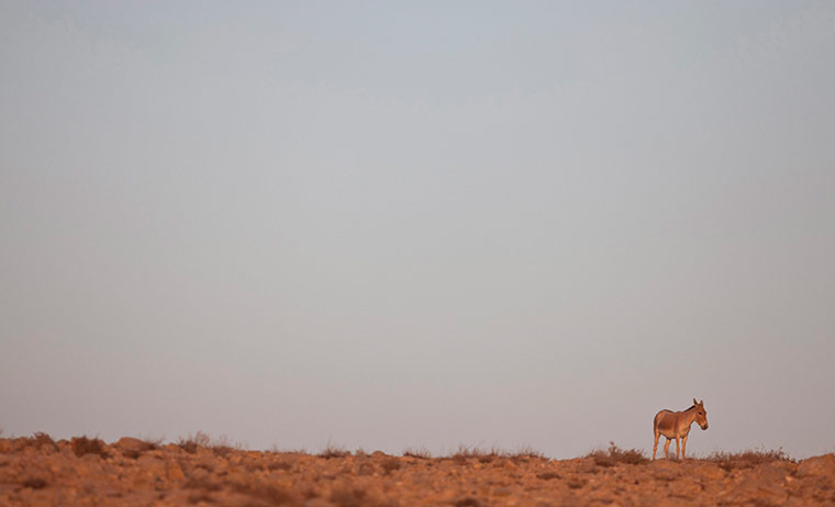 week in wildlife: Wildlife in Israel