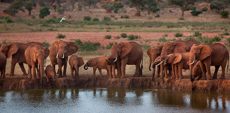 week in wildlife: elephants