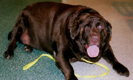 Overweight dog