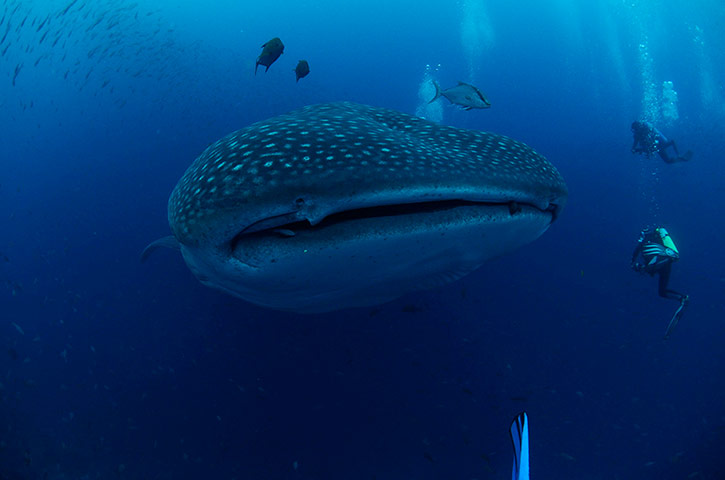 Twenty Photos: A whale shark is seen in the Galapagos Islands