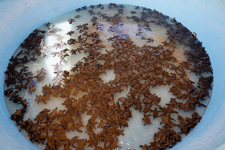 24 hours: Olive ridley turtle hatchlings swim in a plastic container in Oaxaca